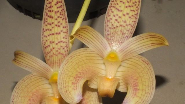 Bulb. lobbii brevifolium