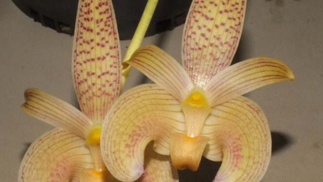 Bulb. lobbii brevifolium