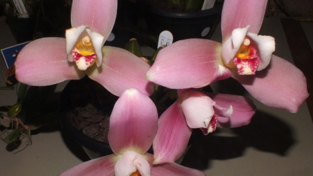 Lyc. Alwine Miller 'Cherry'