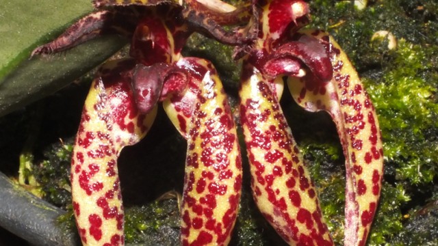 Bulb. lasiochilum x frostii