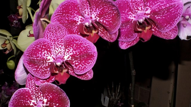 Novice Plant of the Night: Phal. Z4 x Spotty Dotty 'Butterfly' (A Zderic)