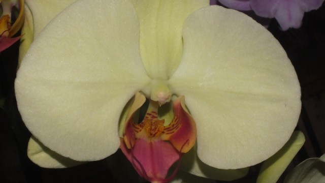 Phal. unknown
