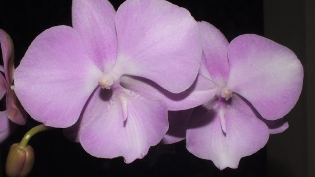 Phal. unknown