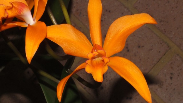 La. Palana x Orange Trick