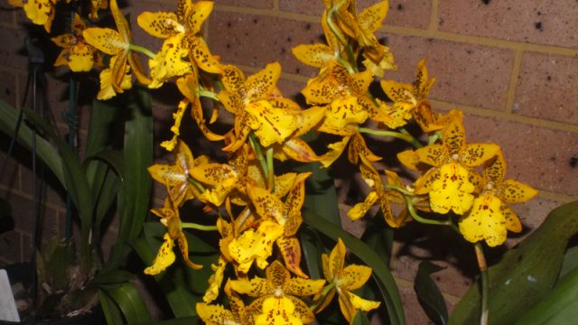 Plant of the Night: Odcdm. Tiger Barb (P Azzopardi)