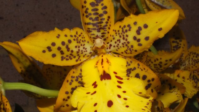 Odcdm. Tiger Barb (single bloom)