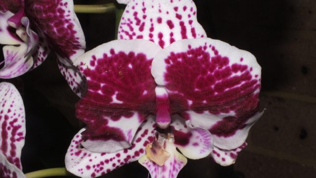 Dtps. I-Hsin 'Mirage'