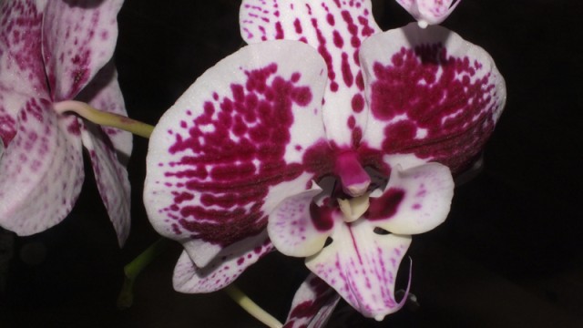 Dtps. I-Hsin Mirage