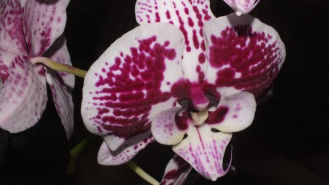 Dtps. I-Hsin Mirage