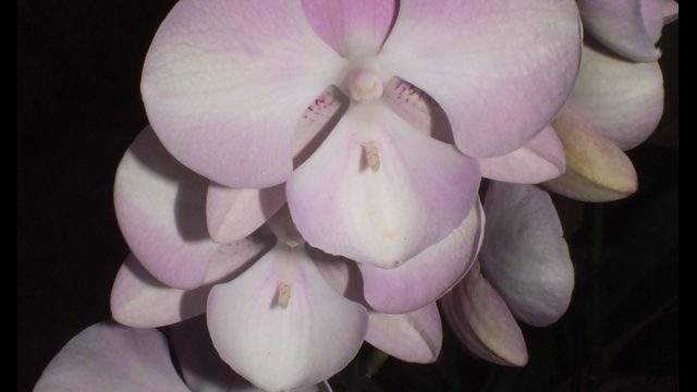 Phal. unknown