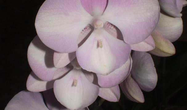 Phal. unknown