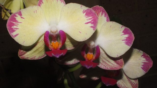 Phal. unknown