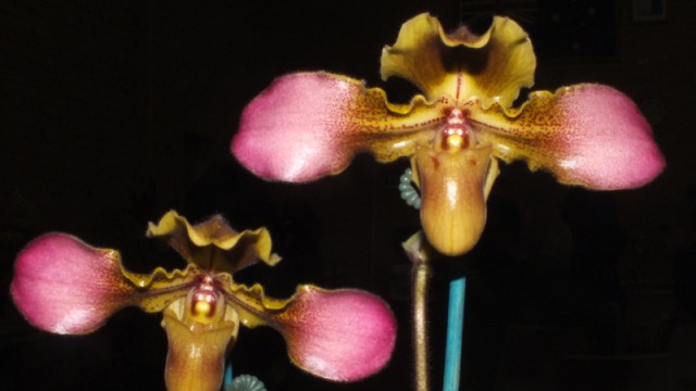 Paph. hirsutissimum var. esquirolii