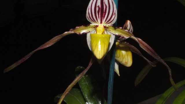 Paph. philipinense var. minor
