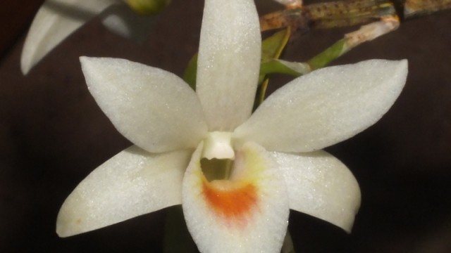 Den. Matos (single bloom)