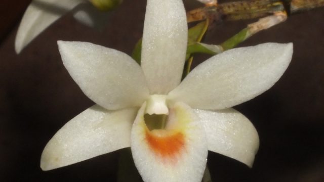 Den. Matos (single bloom)