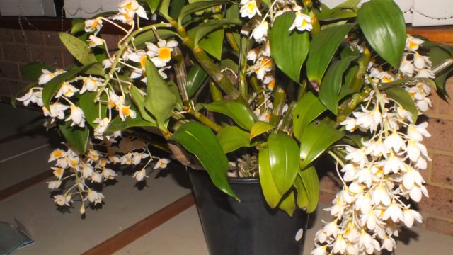 Novice Plant of the Night: Den. densiflorum (C Bechara)