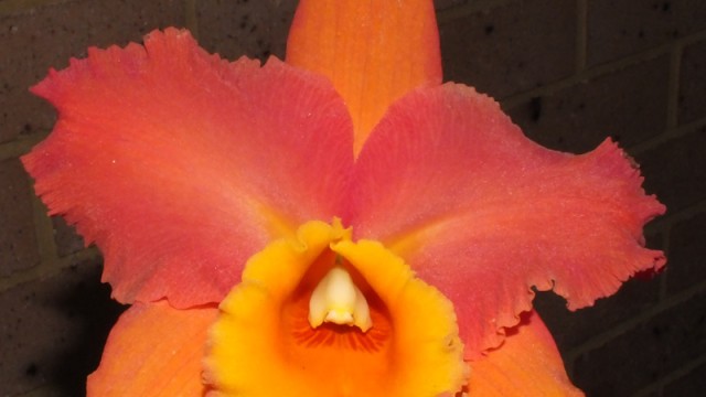 Blc. Dal's Toshie x Dal's Grace