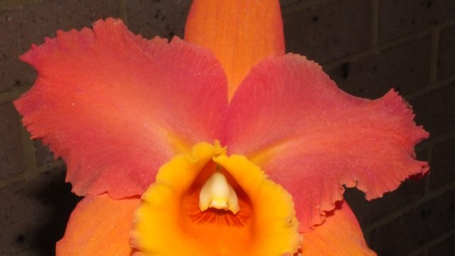 Blc. Dal's Toshie x Dal's Grace