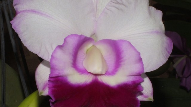 Rc. Chief Journey 'First Choice'