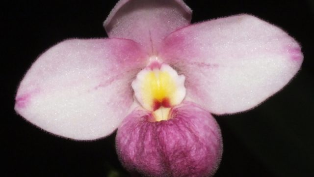 Phrag. Pink Panther