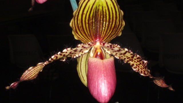 Paph. Vanguard
