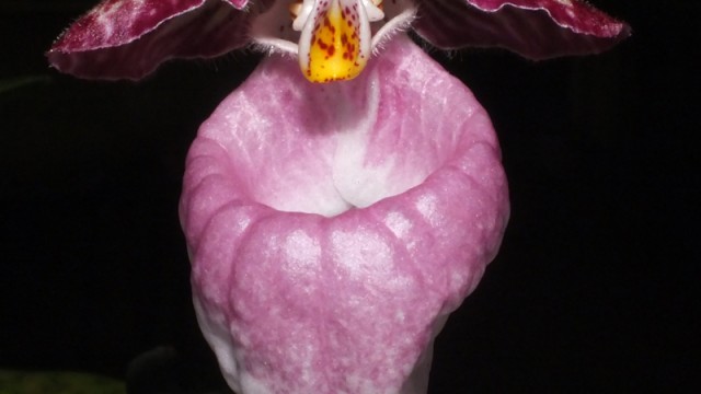 Paph. unknown