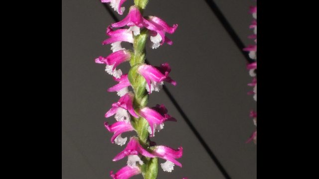 Spiranthes australis
