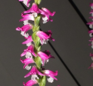 Spiranthes australis