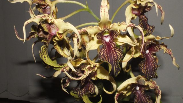Den. Adora Nishii