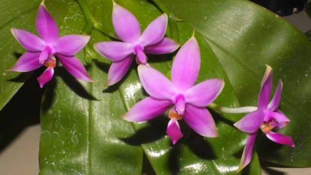 Phal. violacea var. sumatrana