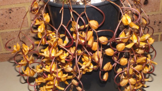 Gongora galeata 'Mollie Rose'