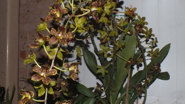 Plant of the Night: Gramm. scriptum (J Chow)