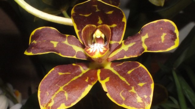 Gramm. scriptum (single flower)