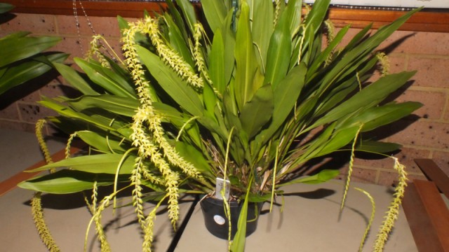 Novice Plant of the Night: Ddc. longifolium (C Bechara)