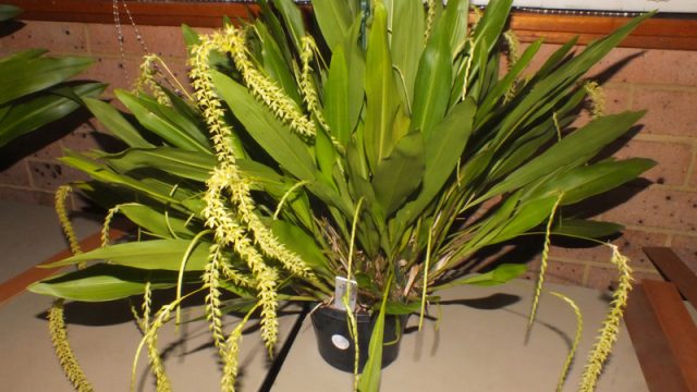 Novice Plant of the Night: Ddc. longifolium (C Bechara)