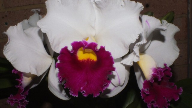 Rlc. Chyong Guu Salvo x White Jade