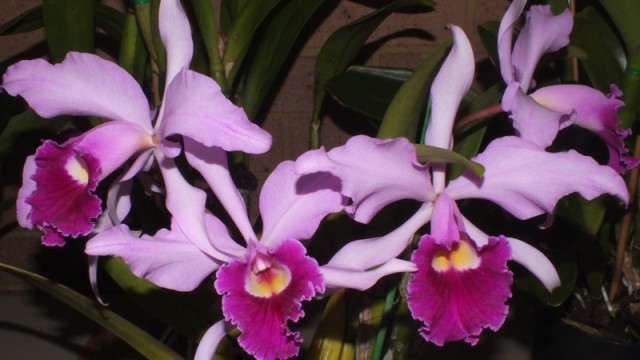 Blc. Melrose var 'Varerie'