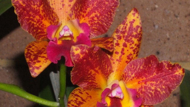 Blc. Waiania Leopard 'King Thun' x Slc. Jungle Treasure