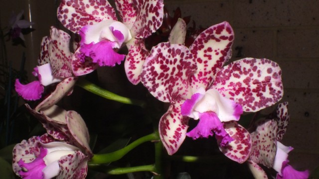 C. Caudebec Candy