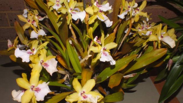 Milt. Yellow Spectacle
