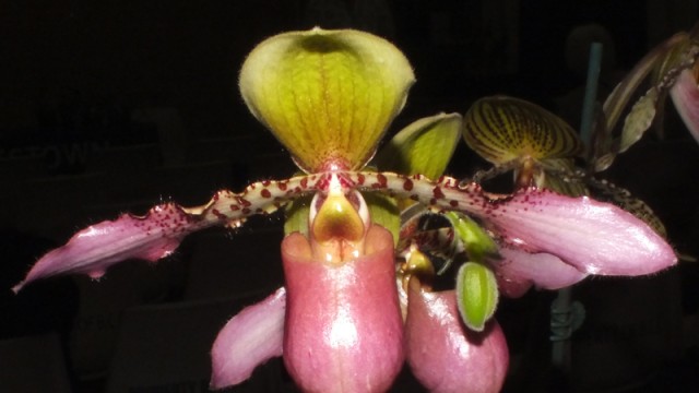 Paph. Songs of Love