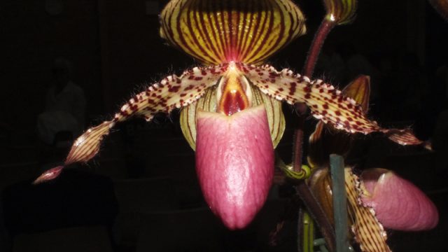 Paph. Vanguard