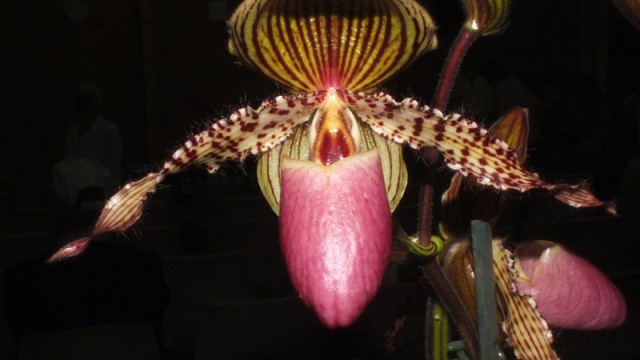 Paph. Vanguard