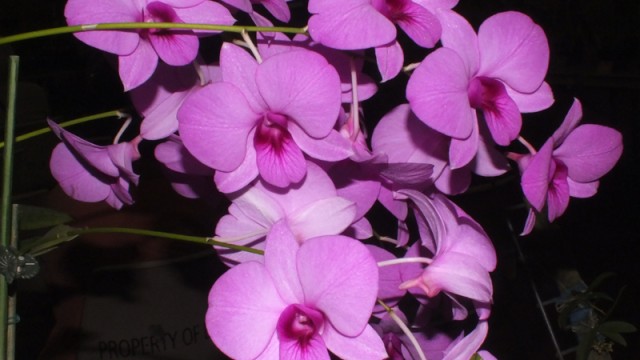 Den. bigibbum x Top Hat 'Sedgefield'