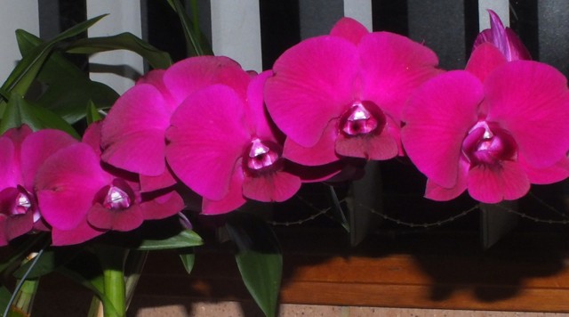 Den. Red Dragon