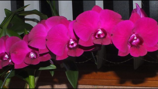Den. Red Dragon