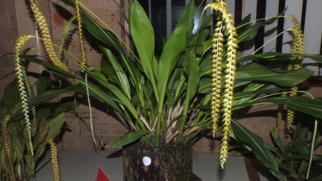Plant of the Night: Ddc. macranthum (R Cawley)
