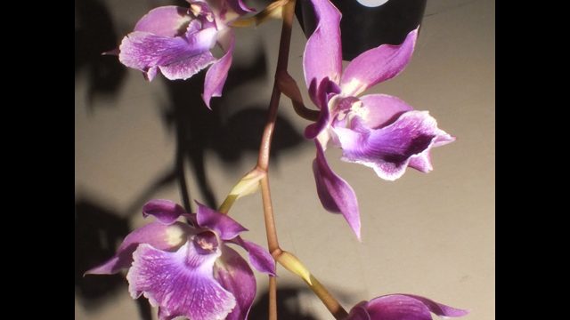 Z. Muraskikomachi