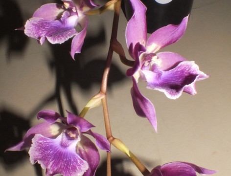 Z.  Muraskikomachi